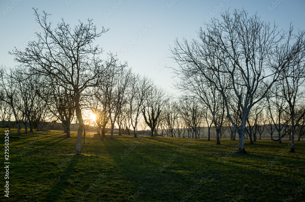 Obraz premium coucher de soleil sur un verger
