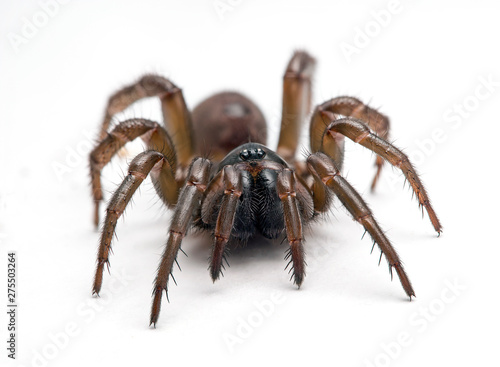 Female Pacific folding door spider, Antrodiaetus pacificus, on white background looking at the camera
