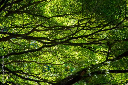 Tokyo Shinjuku's park, tree tree shade very cool