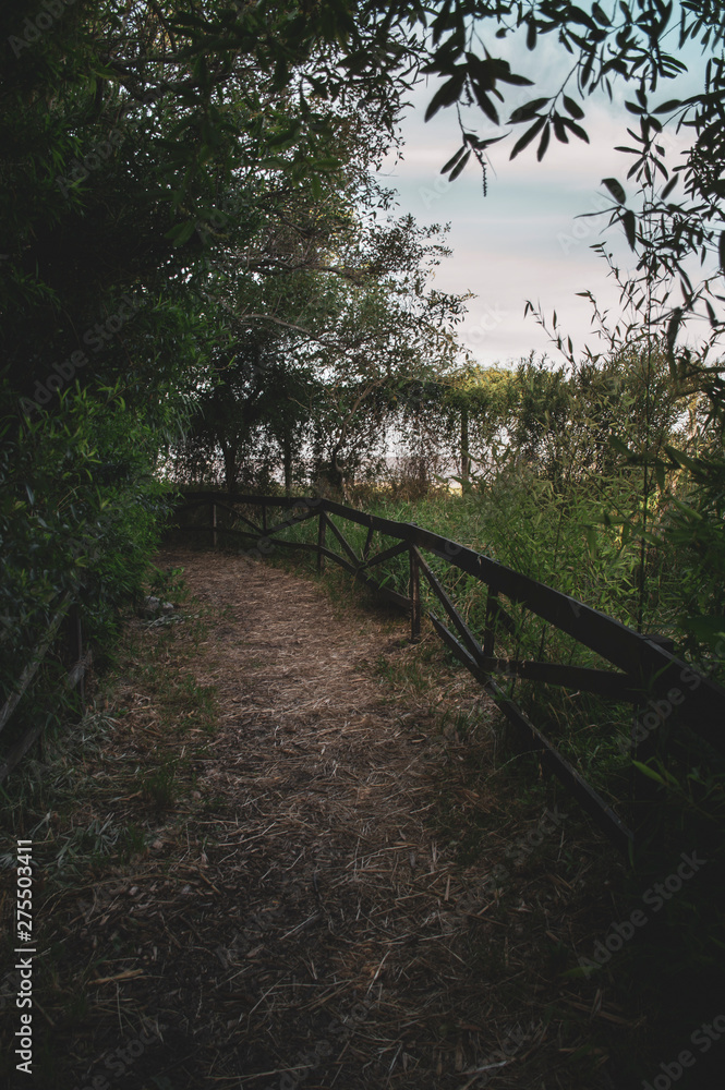 Wooden path in the ecological reserve Wooden path in the ecological reserve