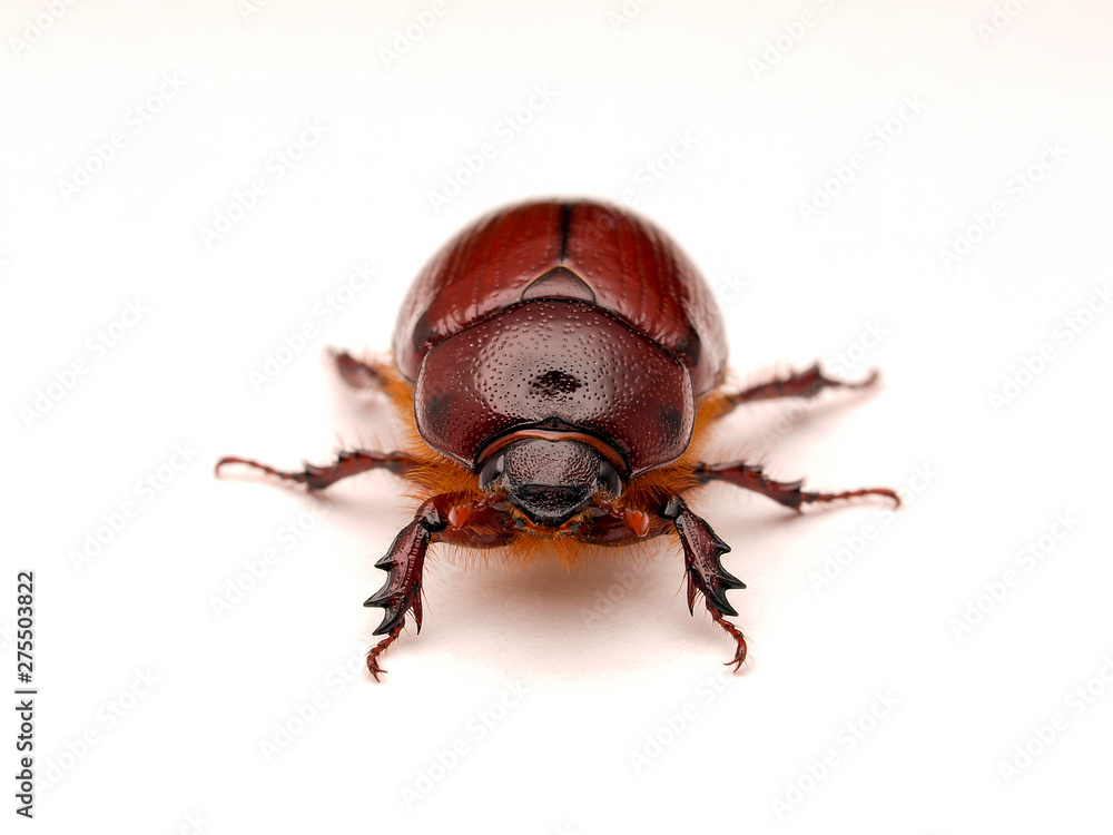 May beetle, Phyllophaga species, in Baja Mexico, photographed on white background, front view May beetle, Phyllophaga species, in Baja Mexico, photographed on white background, front view