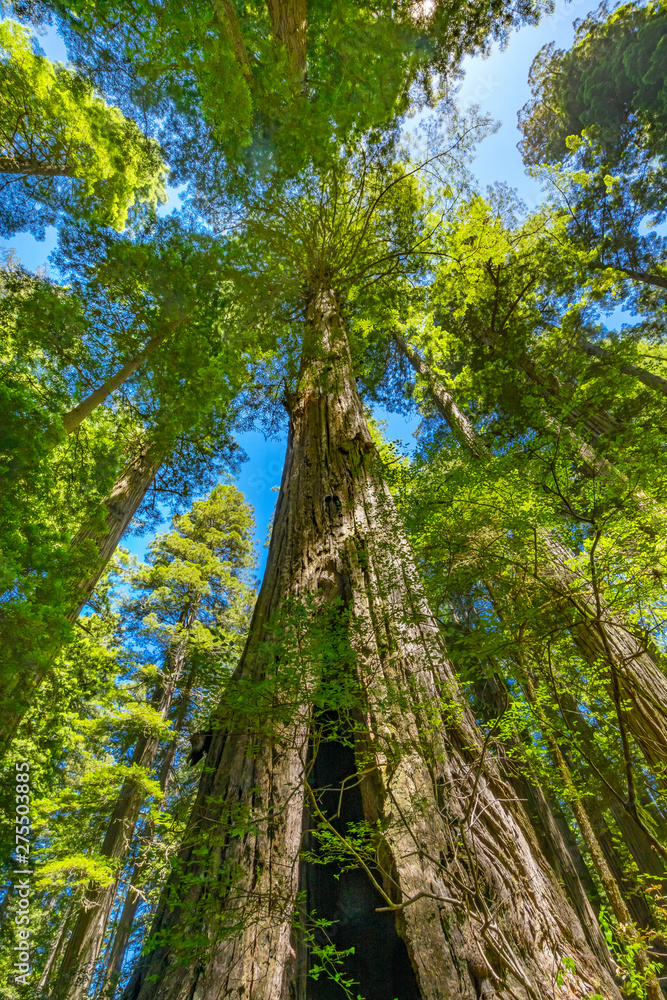 Fototapeta premium Tall Trees Towering Redwoods National Park Crescent City California