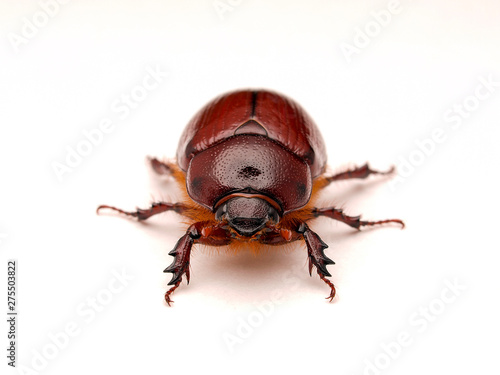 May beetle, Phyllophaga species, in Baja Mexico, photographed on white background, front view