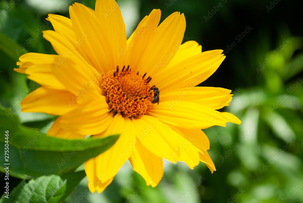 yellow flowers in the garden. summer yellow flowers in the garden. summer