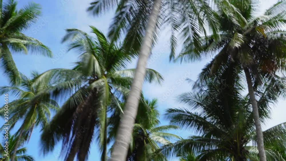 Riding along Road under Coconut Palm Tree Crowns against Sunny Blue Sky. Tropical Island Nature. Bottom Up View Riding along Road under Coconut Palm Tree Crowns against Sunny Blue Sky. Tropical Island Nature. Bottom Up View