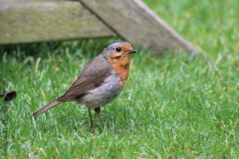 robin garden bird