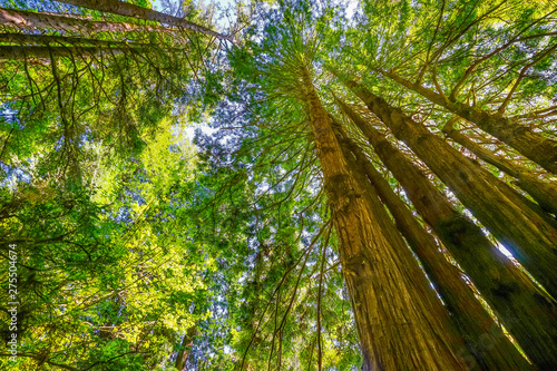 Tall Trees Towering Redwoods National Park Crescent City California