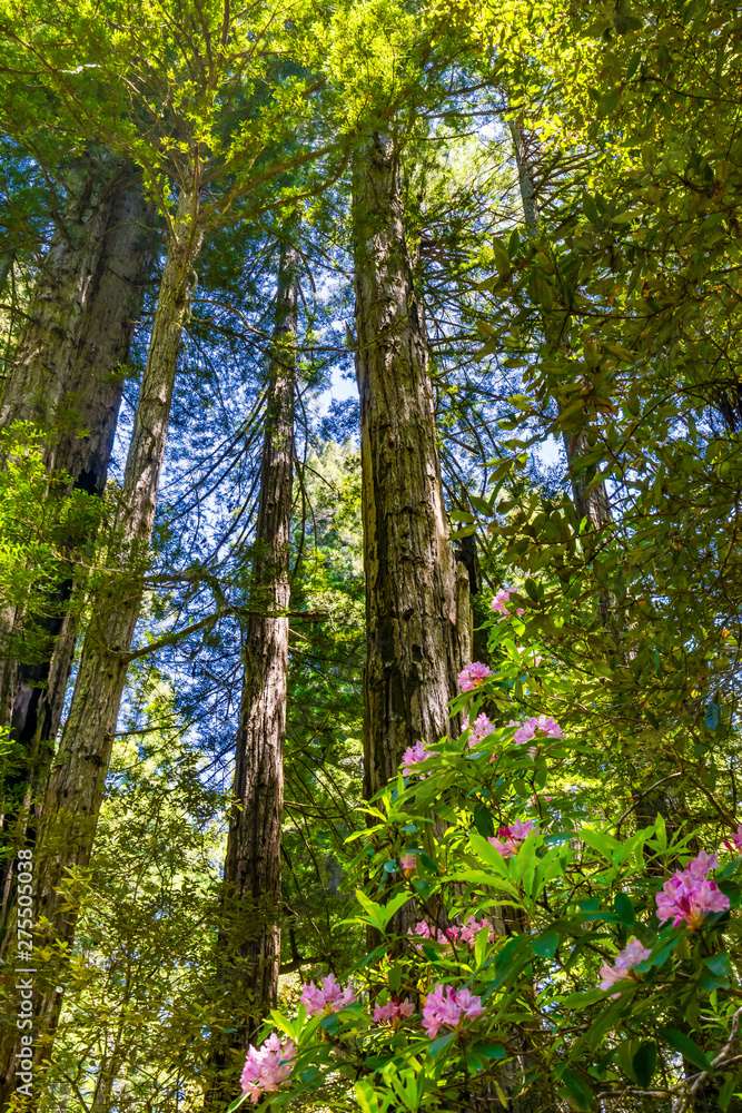 Fototapeta premium Tall Trees Towering Redwoods Pink Rhododendron National Park Crescent City California