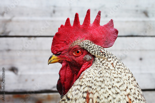 Cock close-up photo