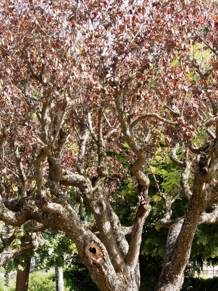 Arbre Ornemental 7 Lettres