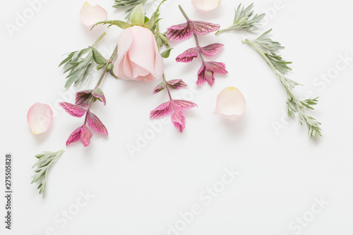 plants and flowers on white background