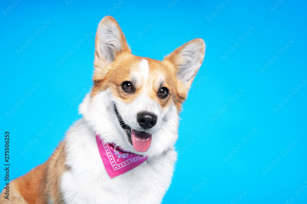 Portrait of a pembroke welsh corgi dog wearing pink bandana tie looking at the camera with mouth open seen from the front on a blue background Portrait of a pembroke welsh corgi dog wearing pink bandana tie looking at the camera with mouth open seen from the front on a blue background