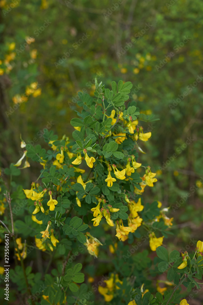 Cytisus sessilifolius