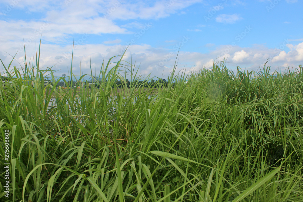 Obraz premium 하늘과 강변 풀