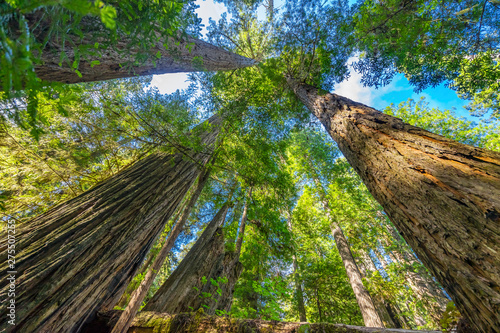Tall Trees Towering Redwoods National Park Crescent City California photo