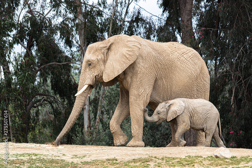 elephant in kruger park photo