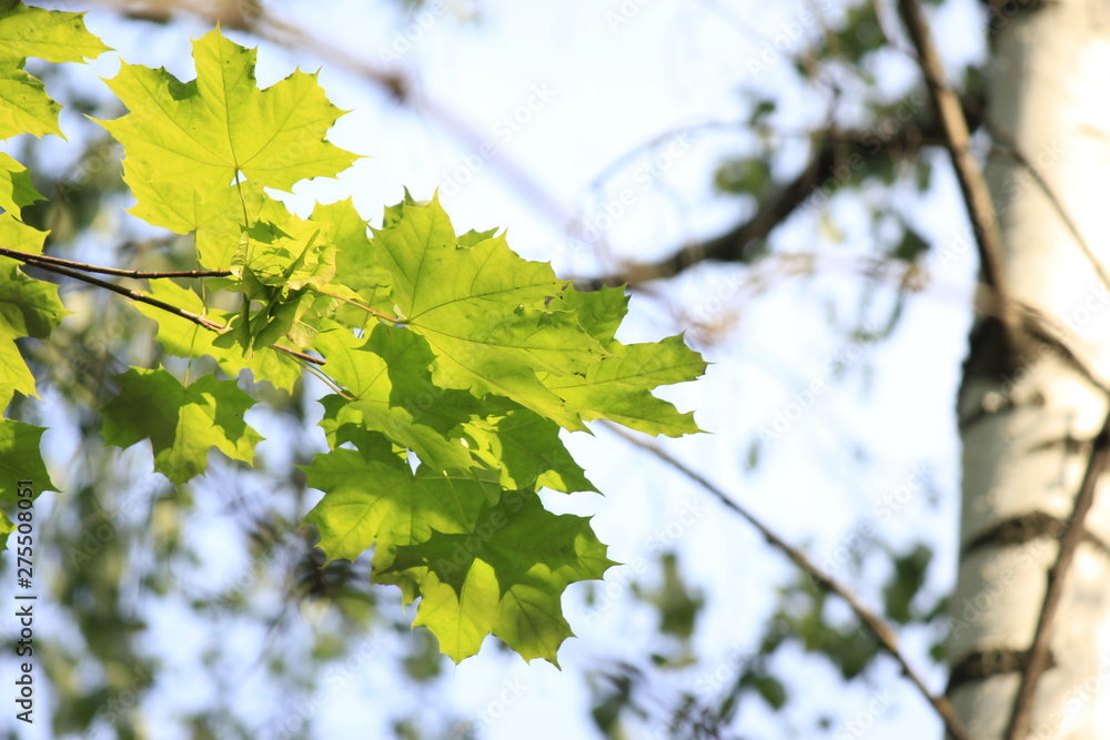 green leaves of a tree in spring green leaves of a tree in spring