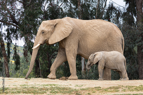 elephant in the wild