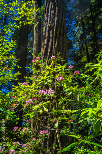 Fototapeta Naklejka Na Ścianę i Meble -  Tall Trees Towering Redwoods Pink Rhododendron National Park Crescent City California
