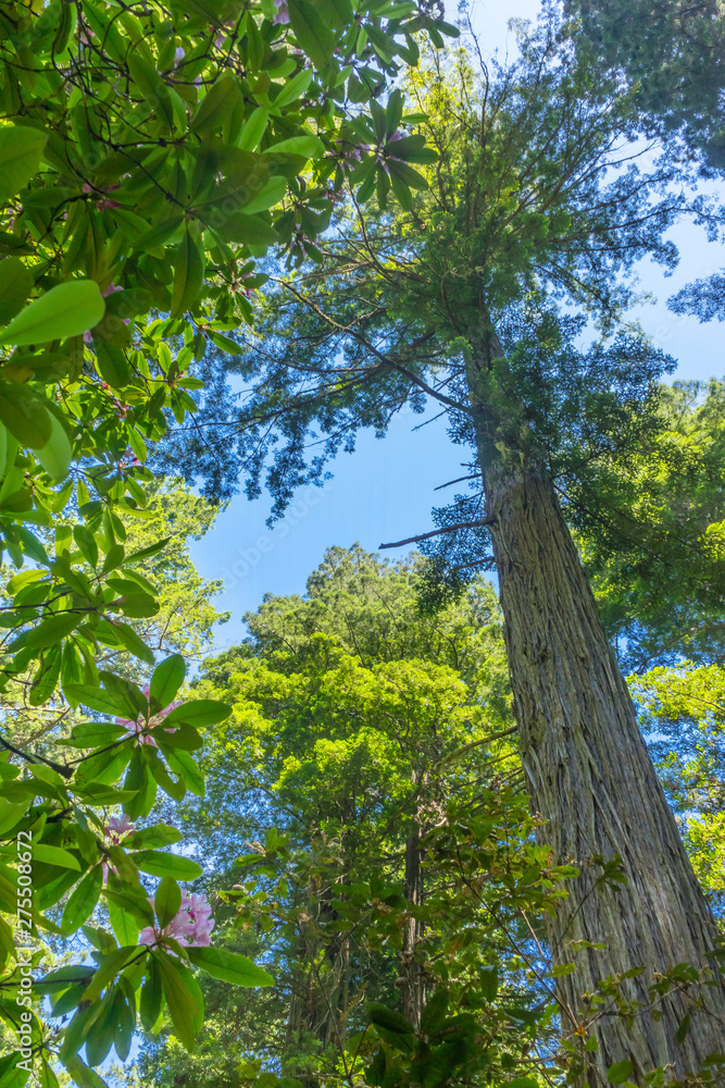 Fototapeta premium Tall Trees Towering Redwoods Pink Rhododendron National Park Crescent City California