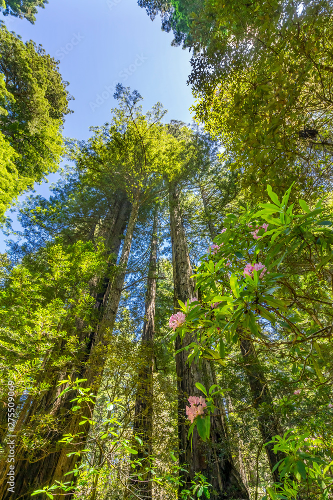 Fototapeta premium Tall Trees Towering Redwoods Pink Rhododendron National Park Crescent City California