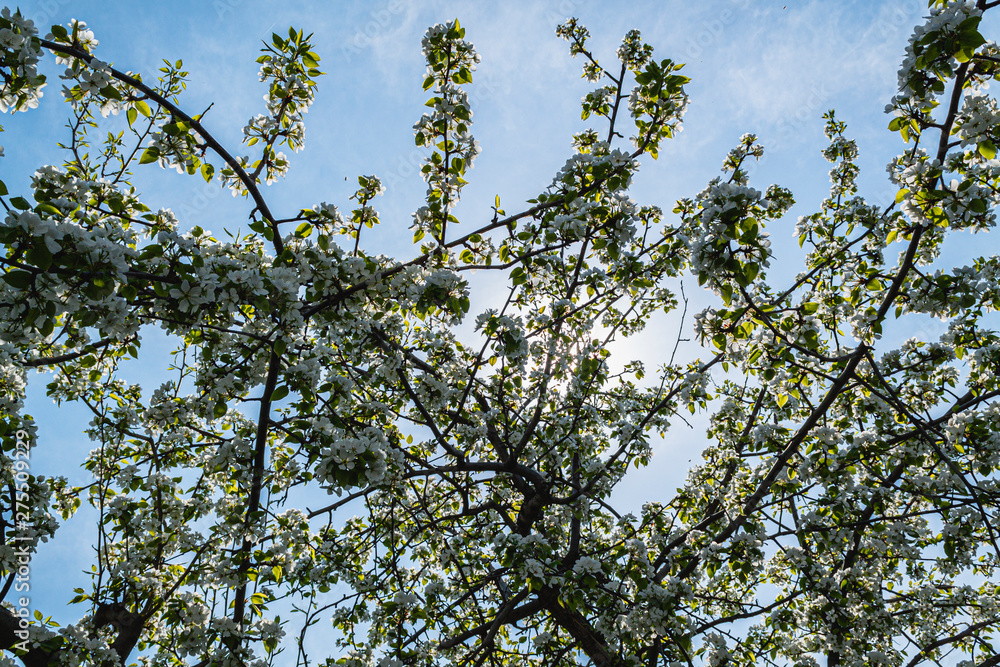 bright bright flowers, blooming apple tree bright bright flowers, blooming apple tree