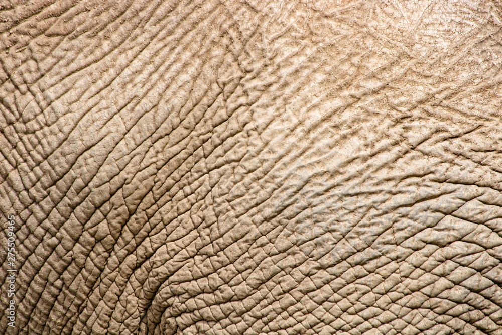 Fototapeta premium texture of elephant skin