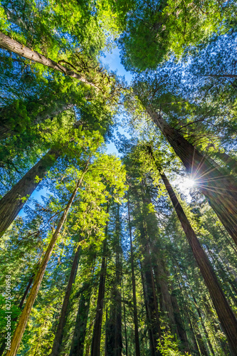 Sun Star Rays Tall Trees Towering Redwoods National Park California © Bill Perry