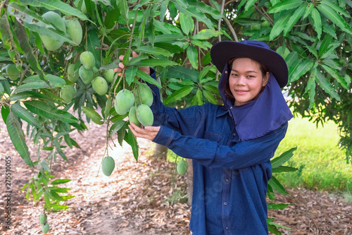 Smile Young Asian farmer woman picking mango fruit in farm