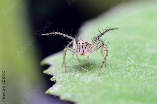 Brown spider walking on the green leaf. Lynx spider that jumps and runs quickly With yellow head and chest The belly is grayish green and blue.