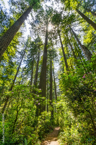 Walking Trail Tall Trees Towering Redwoods National Park California