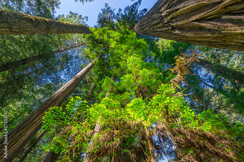 Dekoracja na wymiar  tall-trees-towering-redwoods-national-park-crescent-city-california