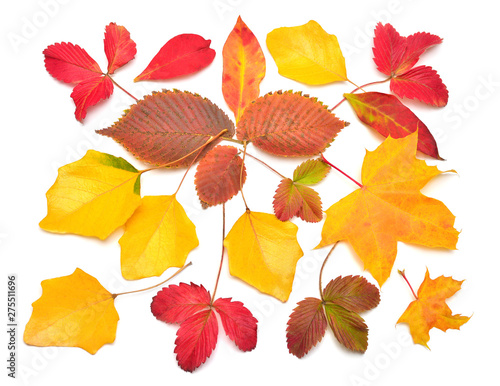 Heap beautiful multicolored autumn maple  birch  strawberry and oak leaves isolated on white background. Falling foliage. Flat lay  top view  creative concept