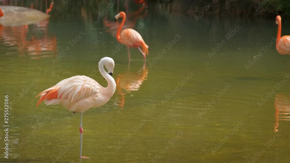 American and Chilean Flamingos American and Chilean Flamingos