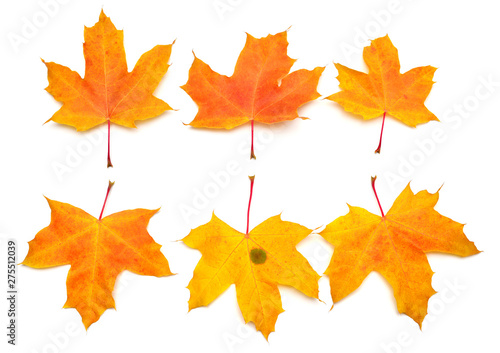 Collection yellow maple leaf isolated on white background. Autumn, falling foliage. Flat lay, top view, creative concept