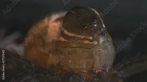 Wolfspider molting 1192 9 photo