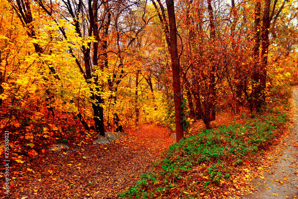 Obraz premium Beautiful colorful autumn landscape with trees and sky. Creative concept, season. Yellow and green