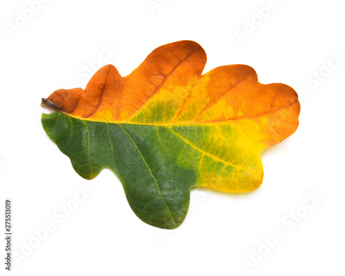 Autumn leaf of oak yellow and green isolated on white background. Falling foliage. Flat lay, top view, creative concept