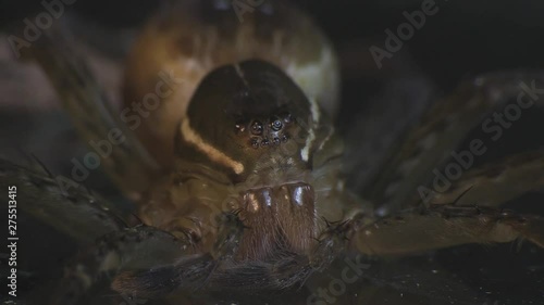 Wolfspider molting 1192 8 photo