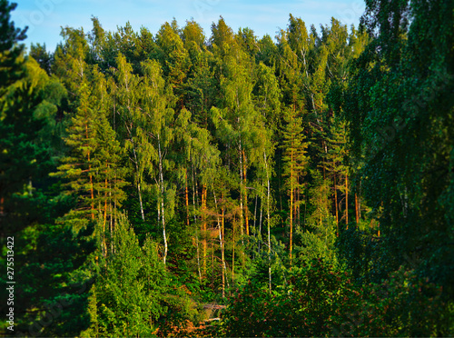 Framed summer forest landscape background hd
