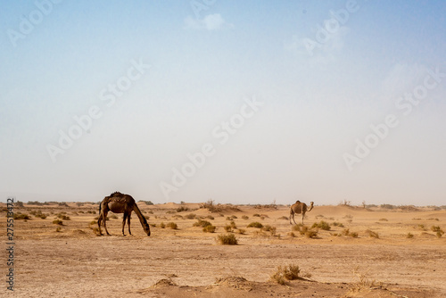 camel © Arnaud
