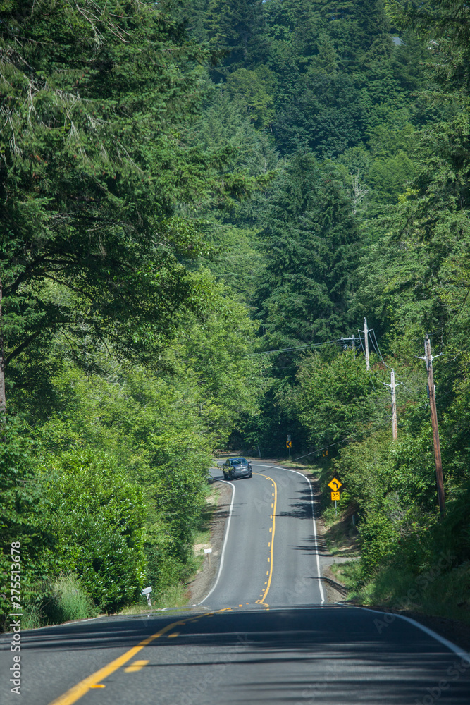Fototapeta premium Road in Washington state forest