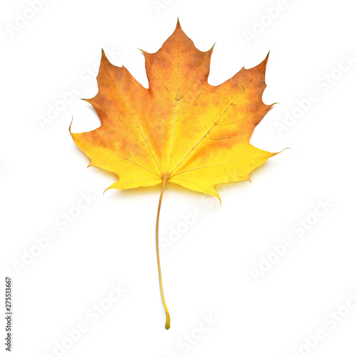 Autumn yellow maple leaf isolated on white background. Falling foliage. Flat lay, top view, creative concept