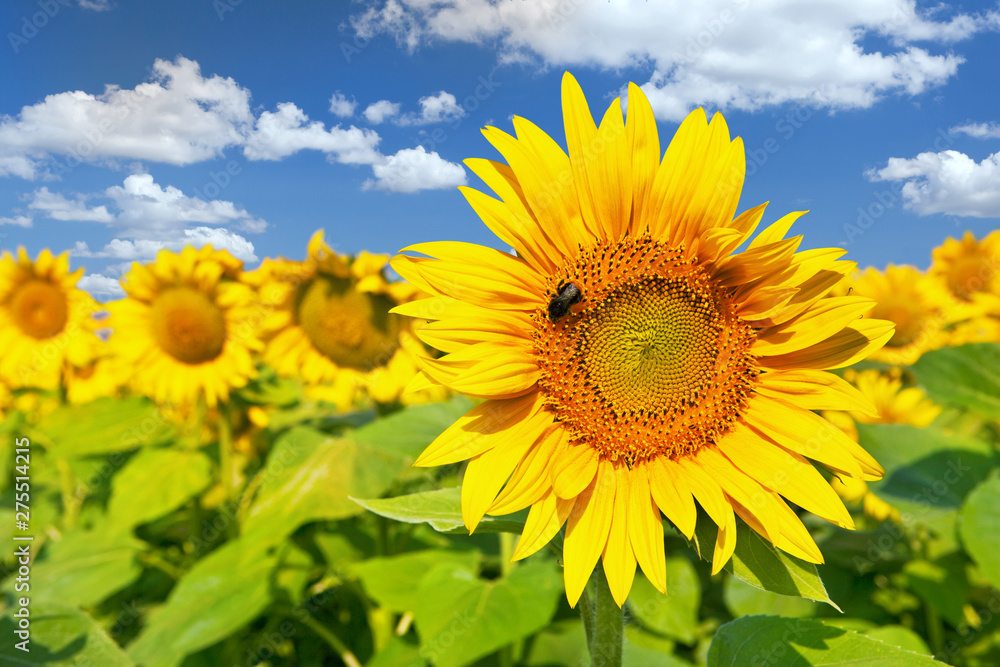 Fototapeta premium Sunflower field
