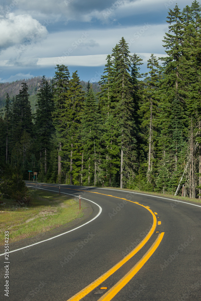 Road in Washington state forest Road in Washington state forest