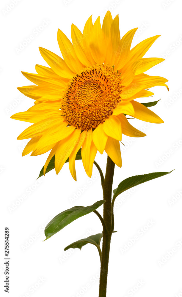 Obraz premium Sunflower isolated on white background. Sun symbol. Flowers yellow, agriculture. Seeds and oil. Flat lay, top view. Bio. Eco. Creative