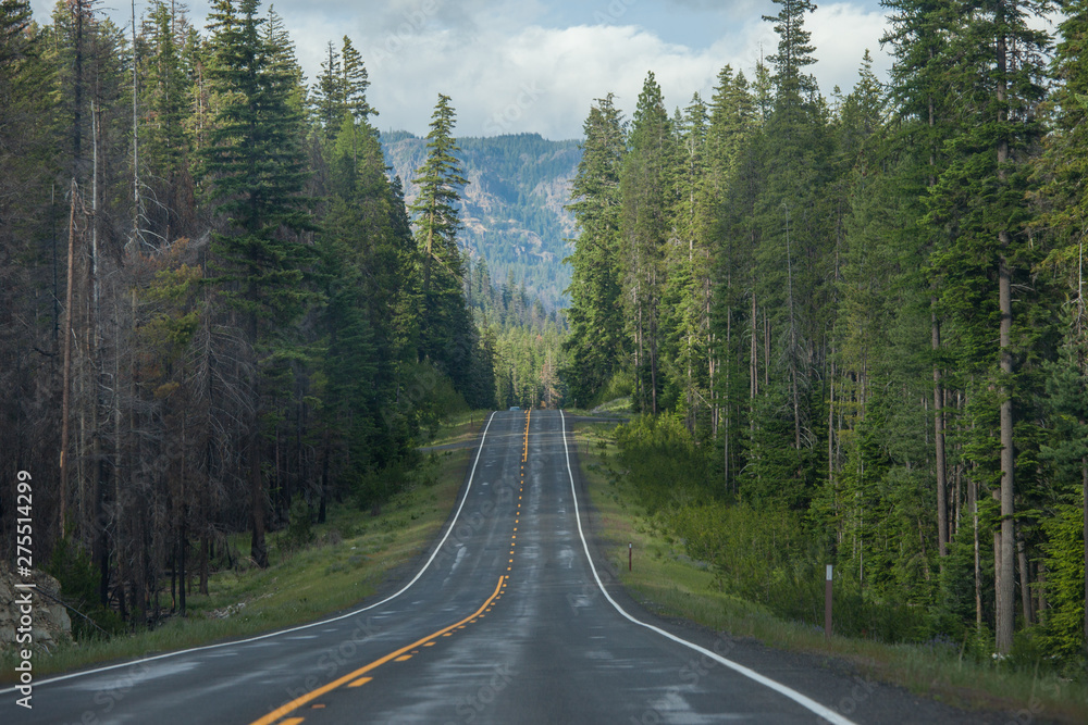 Road in Washington state forest