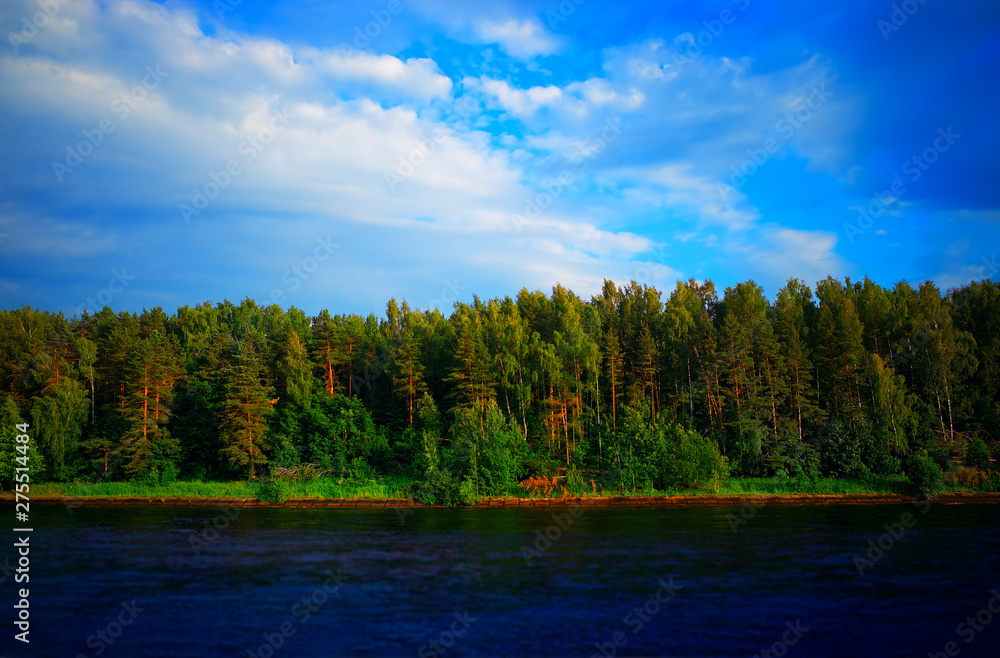Summer forest at river bank landscape background hd