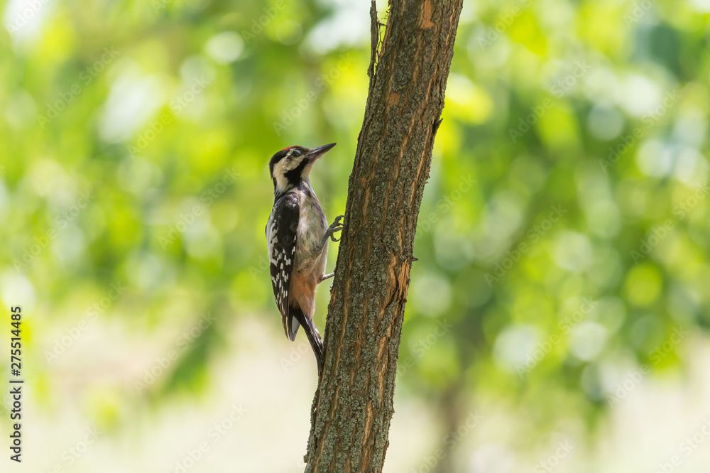 close up of woodpecker sitting on trunk of tree at summer close up of woodpecker sitting on trunk of tree at summer