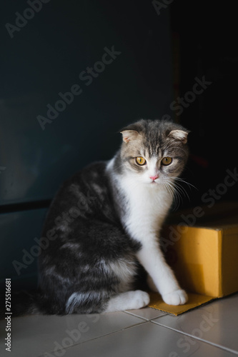 Kitten Scottish Fold Gray White short Hair